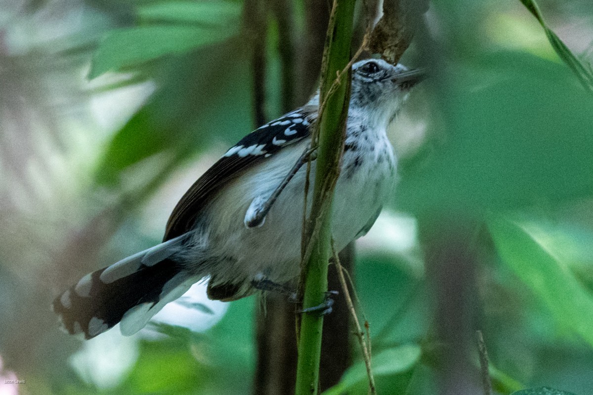 Northern White-fringed Antwren - ML641653323