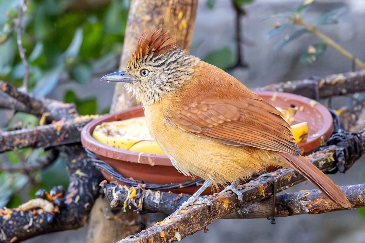 Barred Antshrike - ML641653367