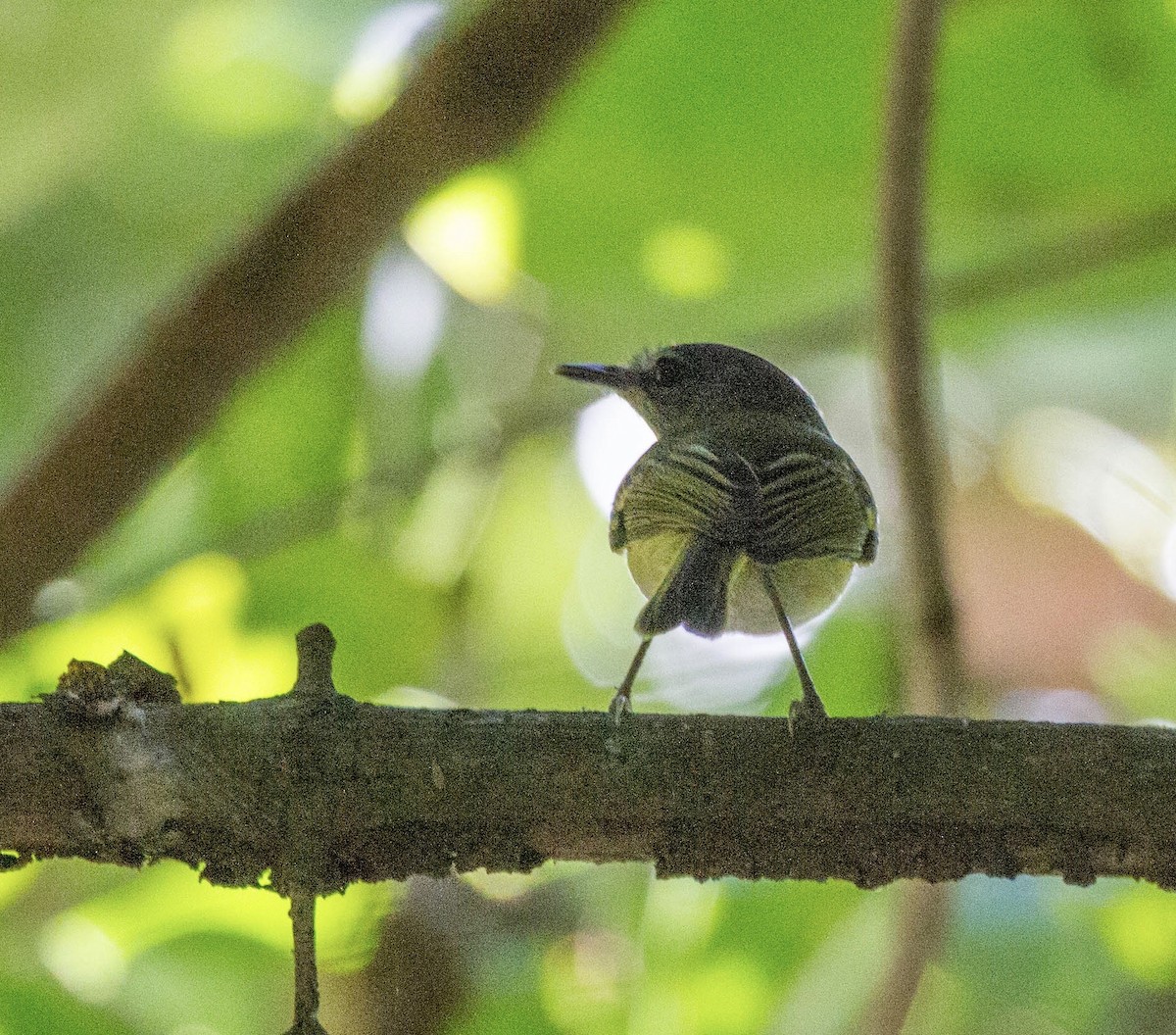 Slate-headed Tody-Flycatcher - ML641653388