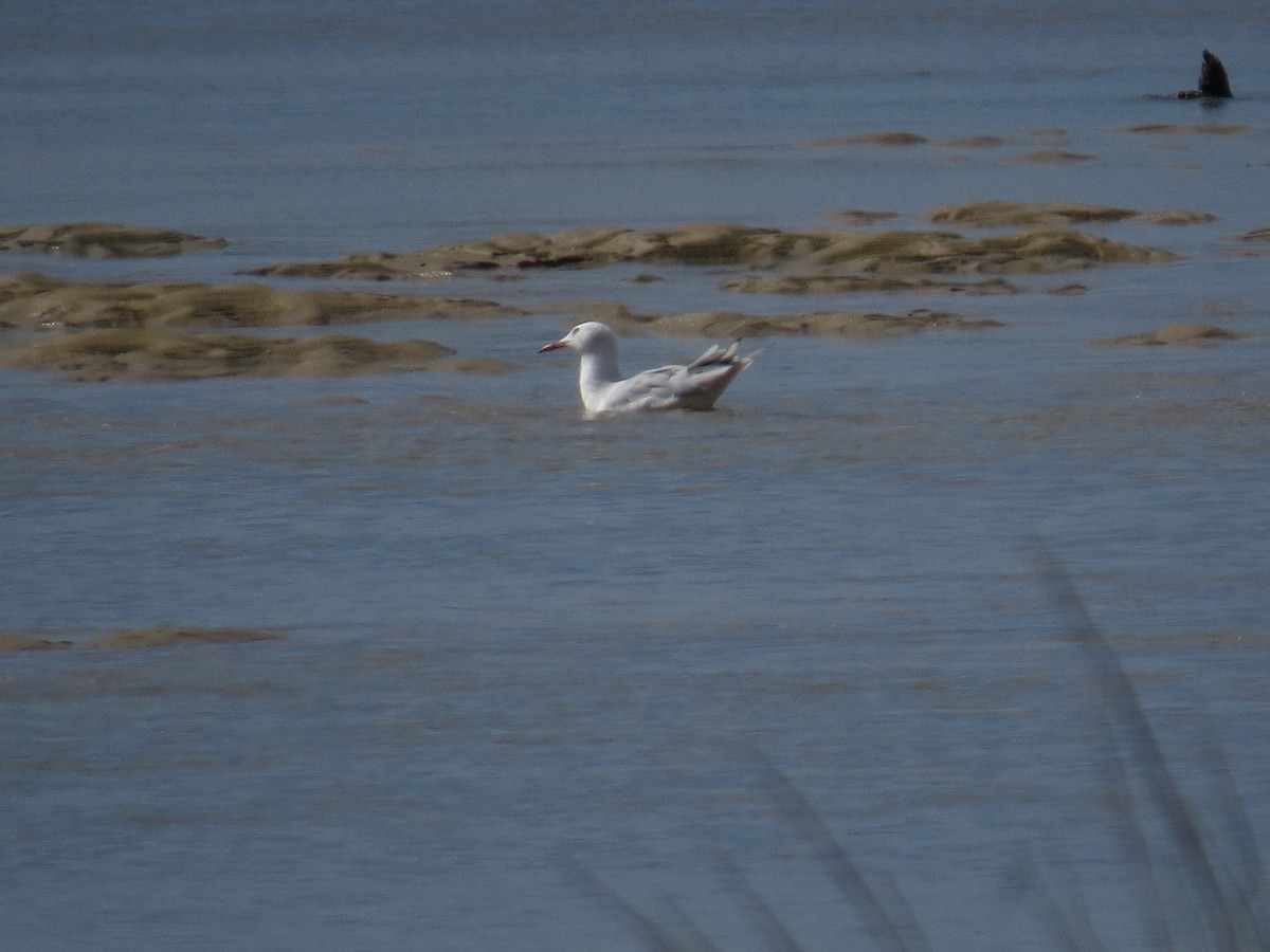 Slender-billed Gull - ML641653414