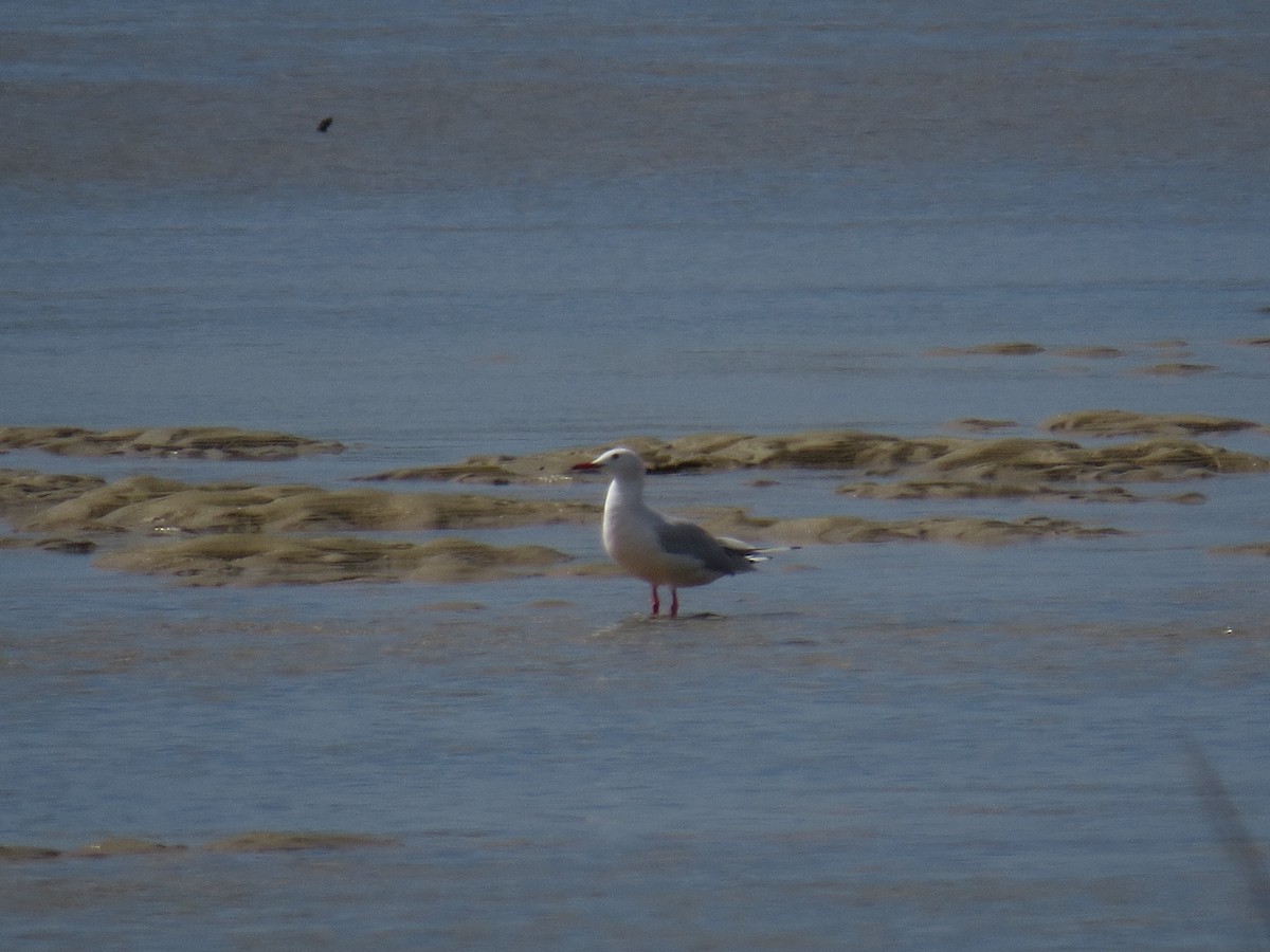 Slender-billed Gull - ML641653415