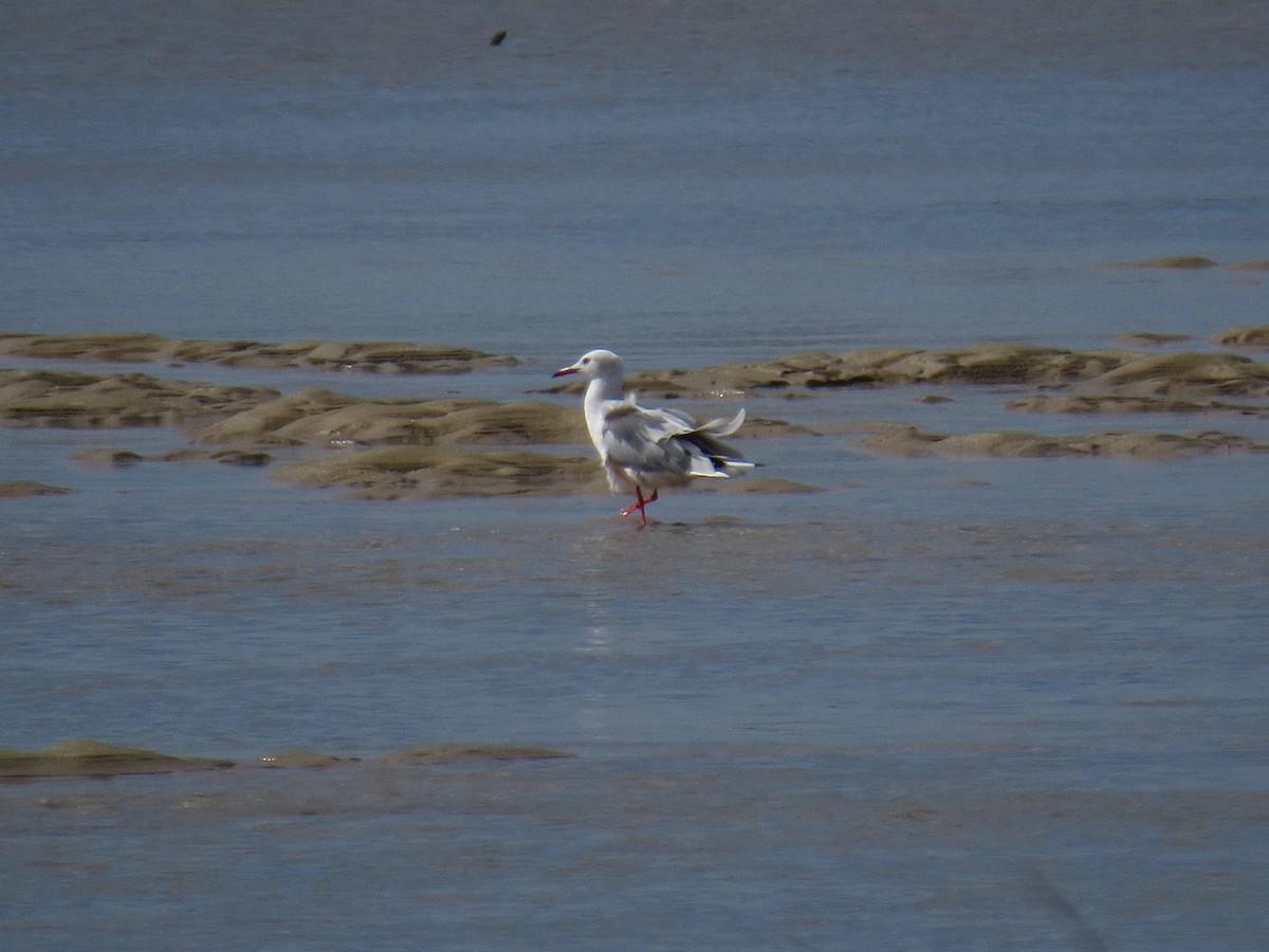 Slender-billed Gull - ML641653416