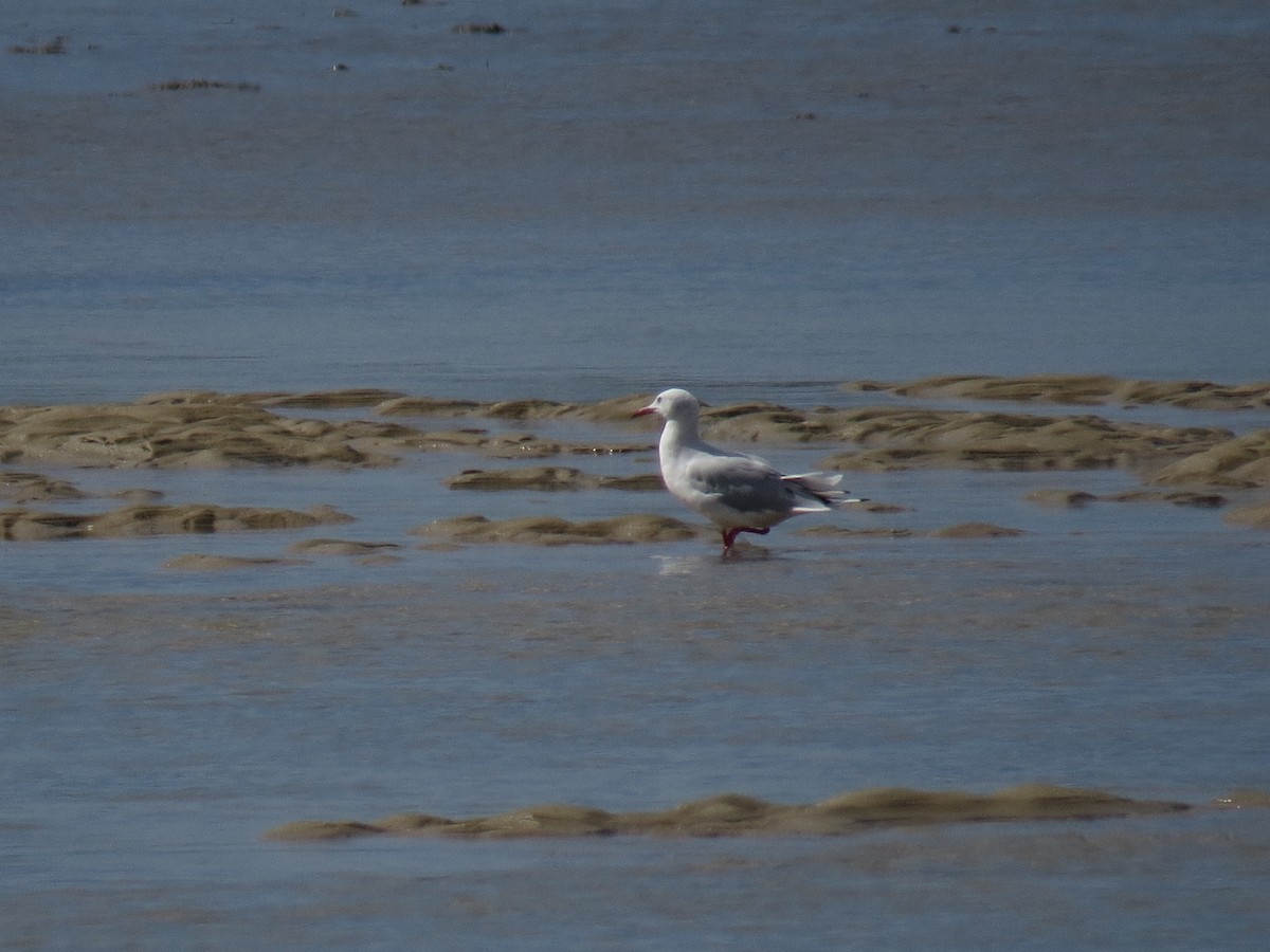 Slender-billed Gull - ML641653417