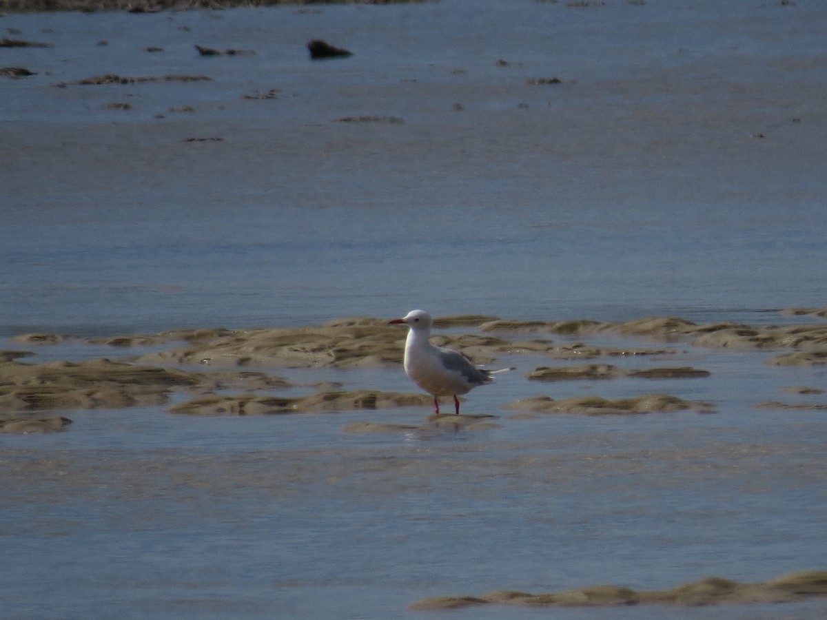 Slender-billed Gull - ML641653421
