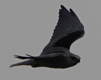 luněc šedý - ML641653452