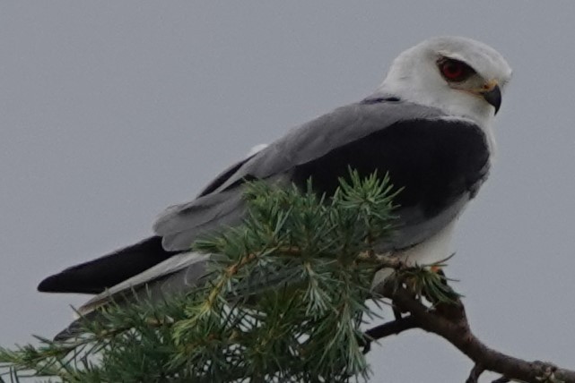 luněc šedý - ML641653462