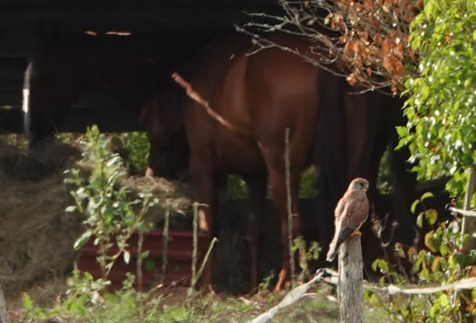 poštolka obecná - ML641653464