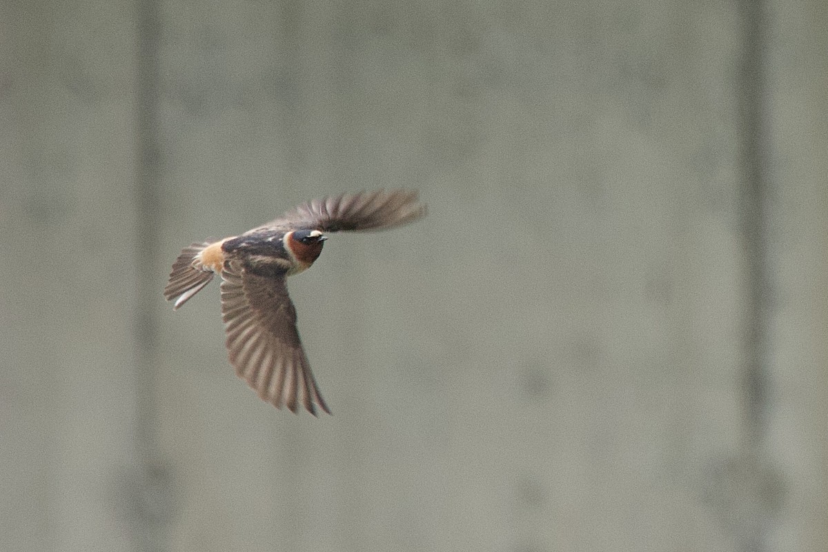 Cliff Swallow - ML641653507