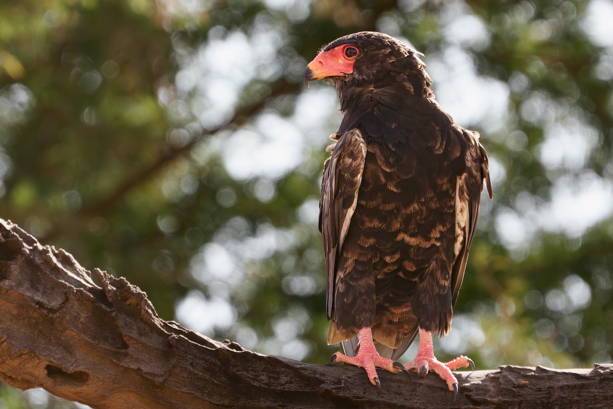 Bateleur - ML641653553