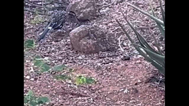 Greater Roadrunner - ML641653566