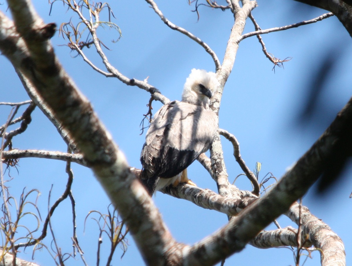 Harpy Eagle - ML641653574