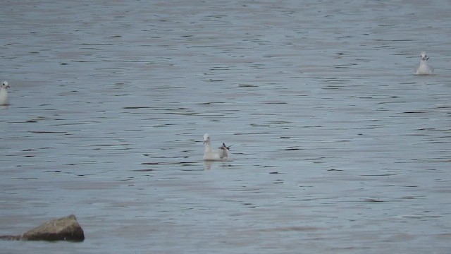 Slender-billed Gull - ML641653578