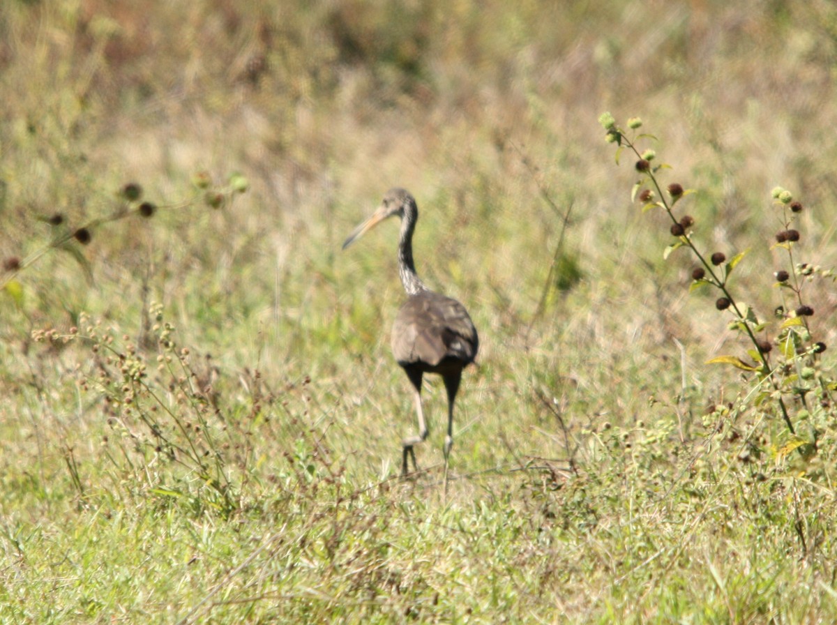 Limpkin - ML641653624