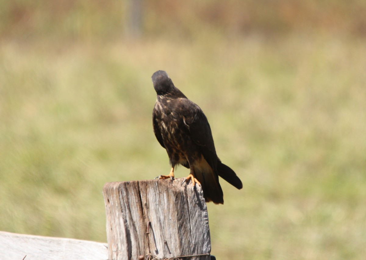Snail Kite - ML641653644