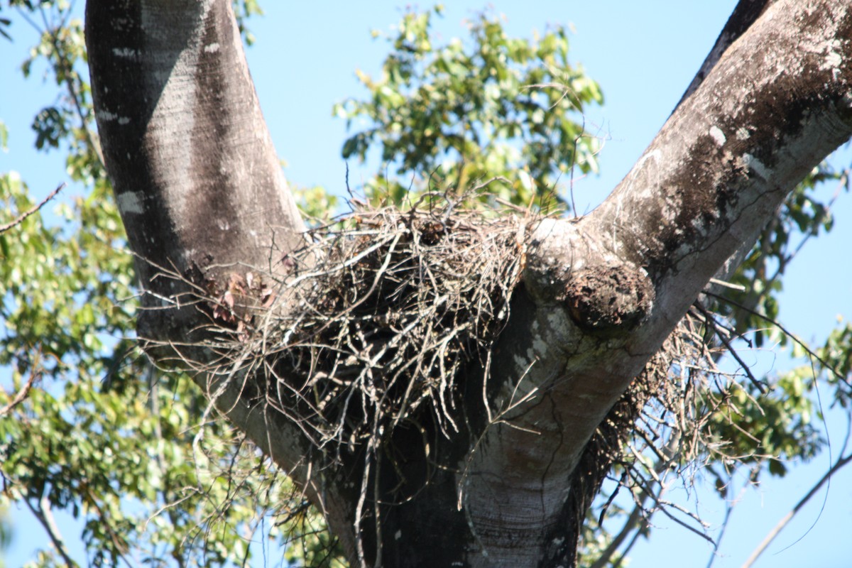 Harpy Eagle - ML641653650