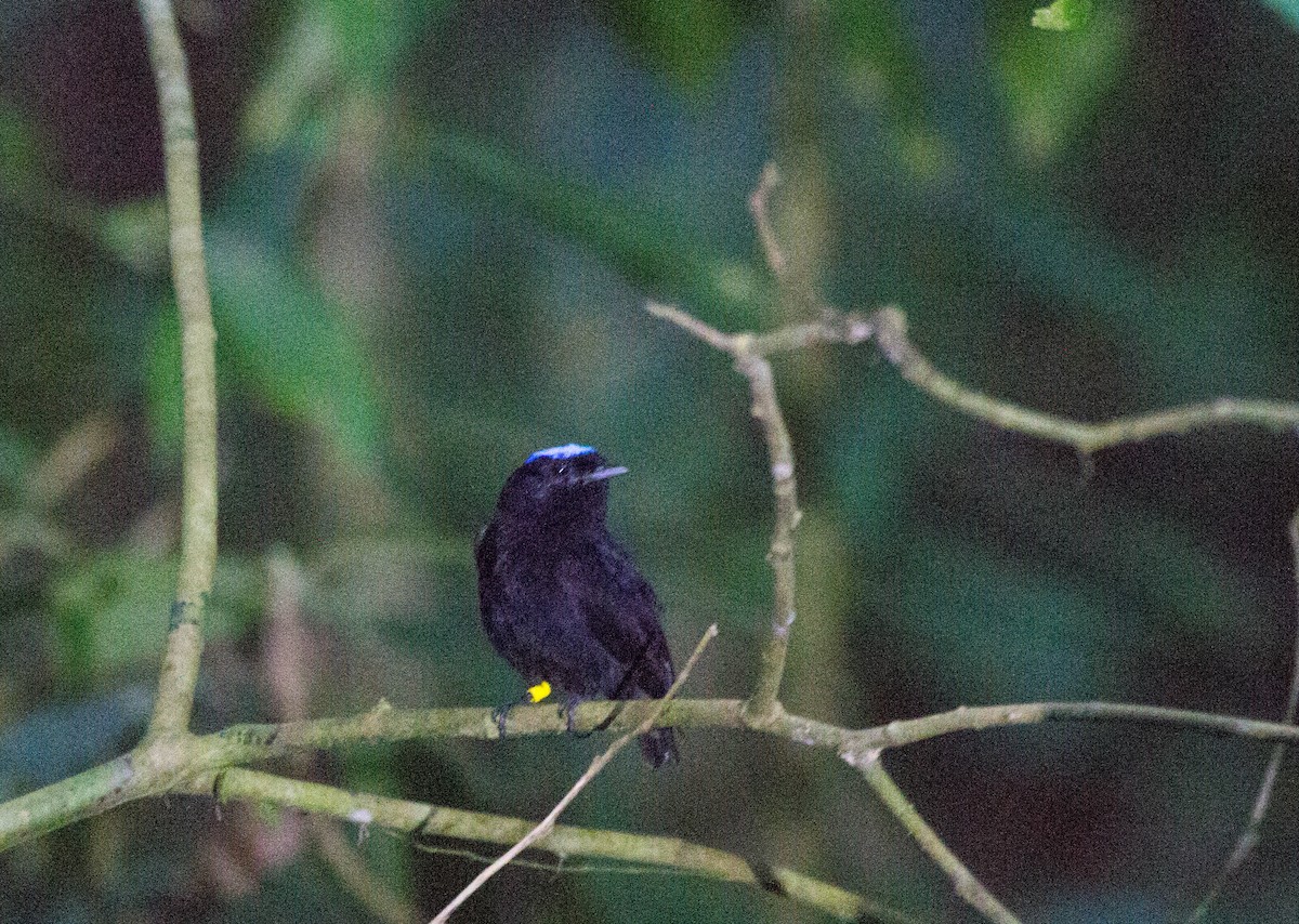 Velvety Manakin - ML641653657