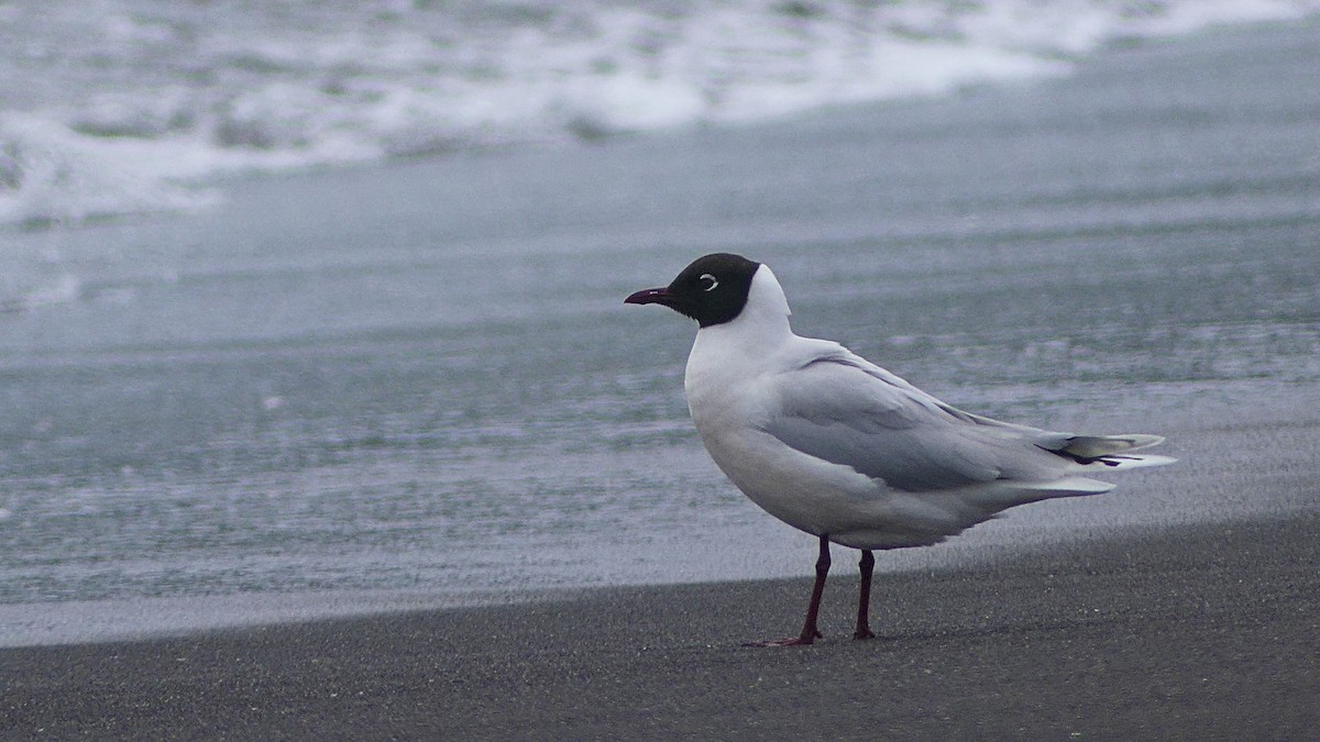 Mouette de Patagonie - ML641653660