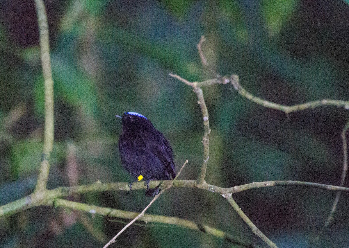 Velvety Manakin - ML641653661