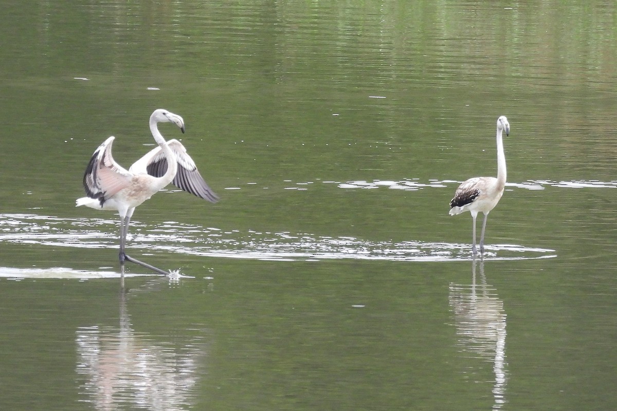 Greater Flamingo - ML641653699