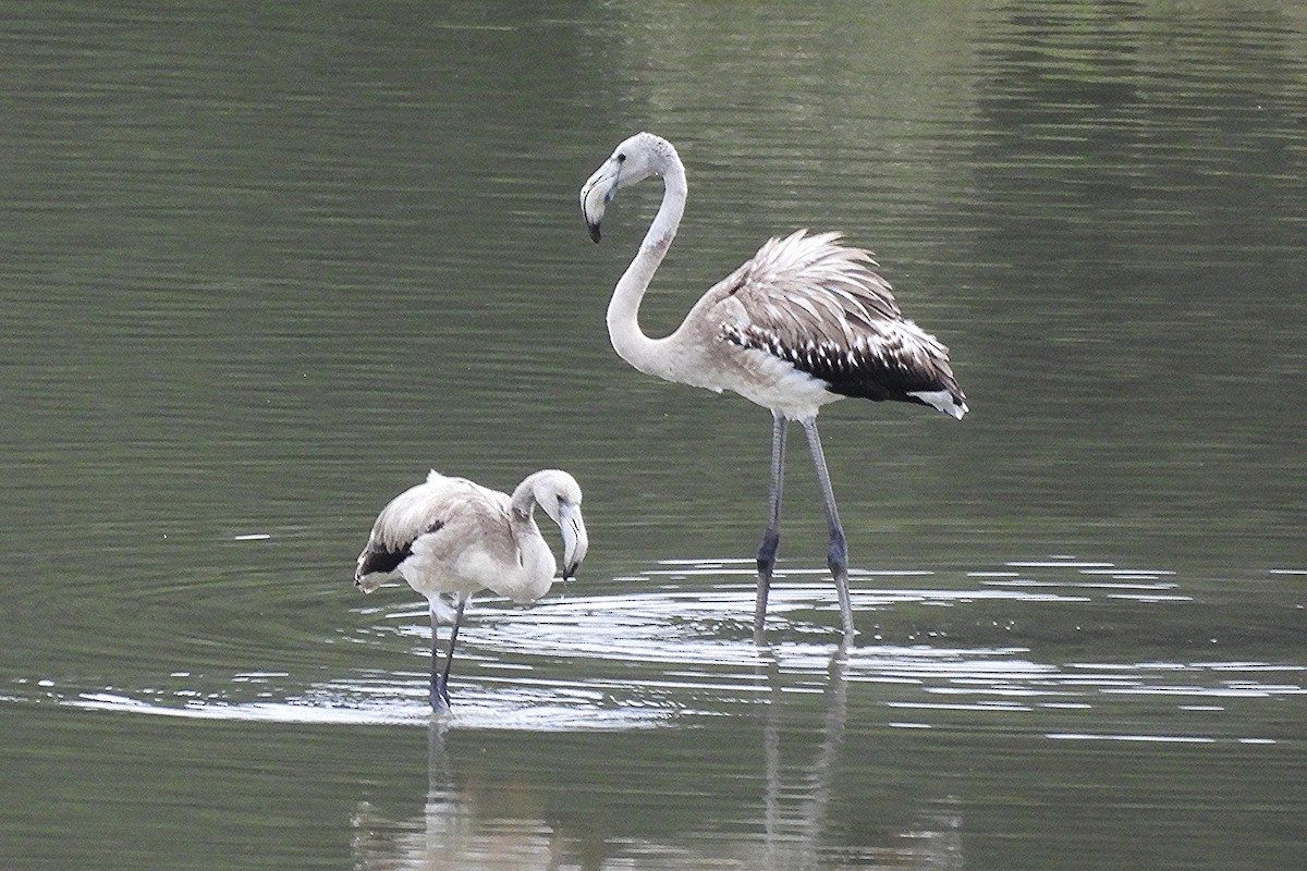 Greater Flamingo - ML641653701