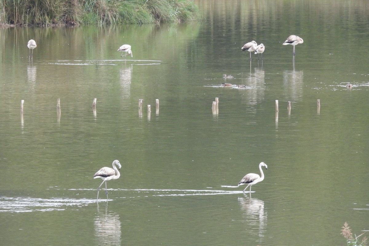 Greater Flamingo - ML641653702