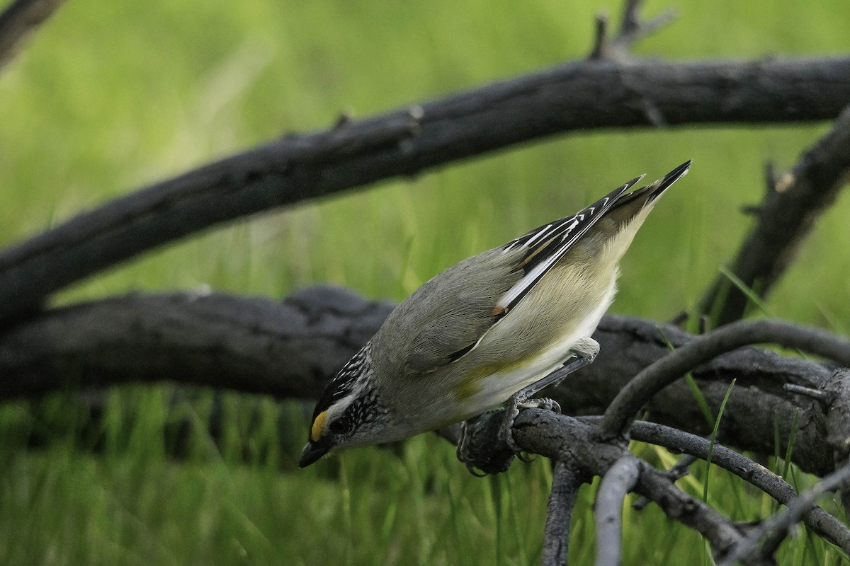 Striated Pardalote - Adam Fry