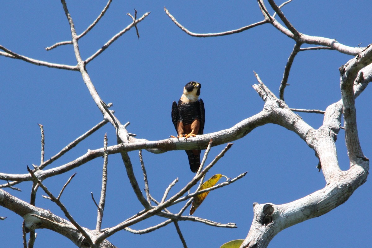 Bat Falcon - ML641653724