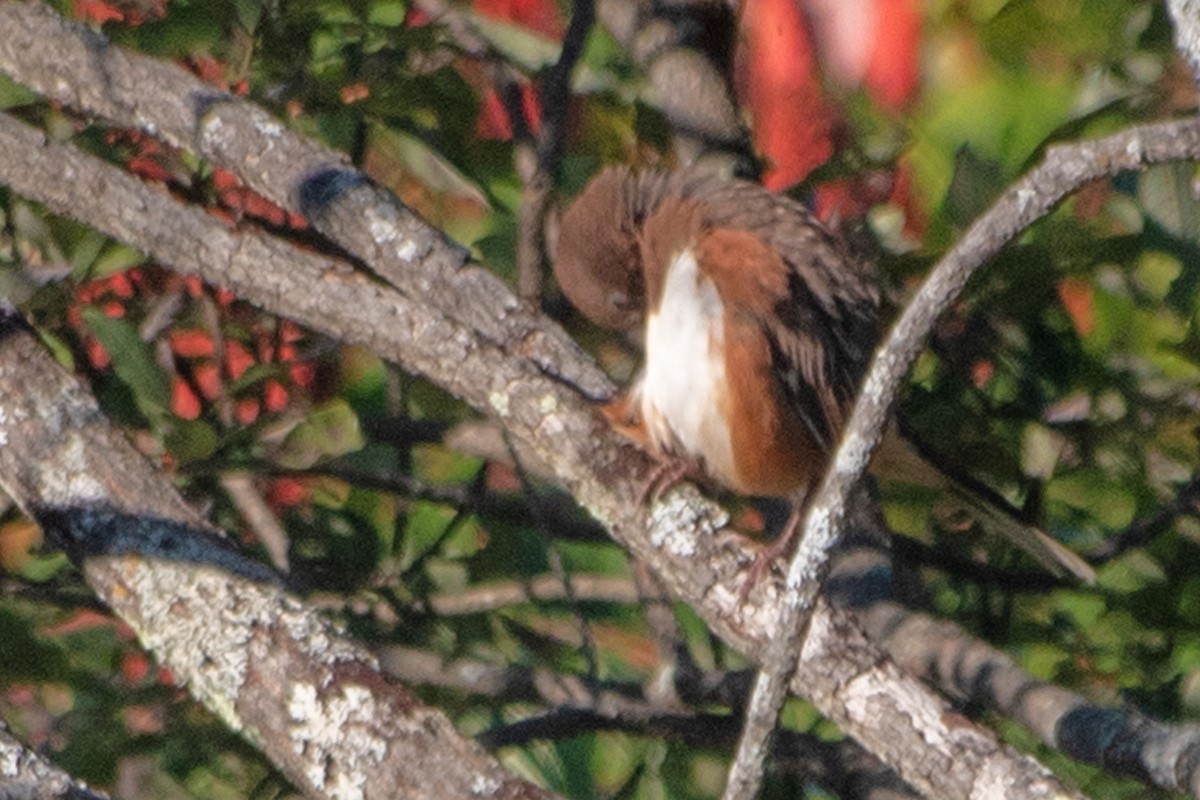 Eastern Towhee - ML641653738
