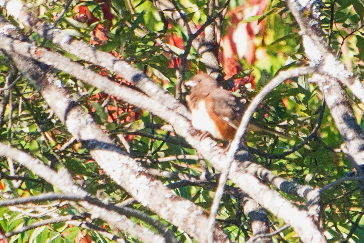 Eastern Towhee - ML641653739