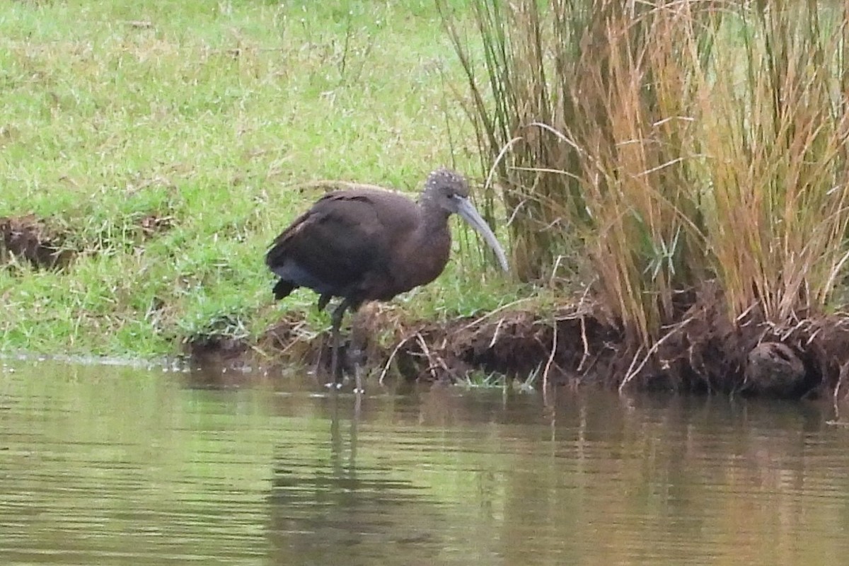 Glossy Ibis - ML641653759