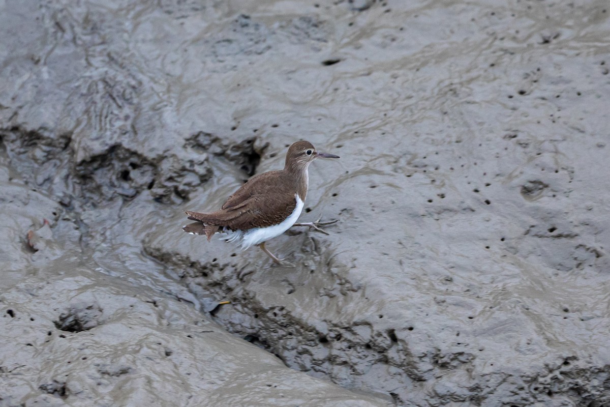 strandsnipe - ML641653763