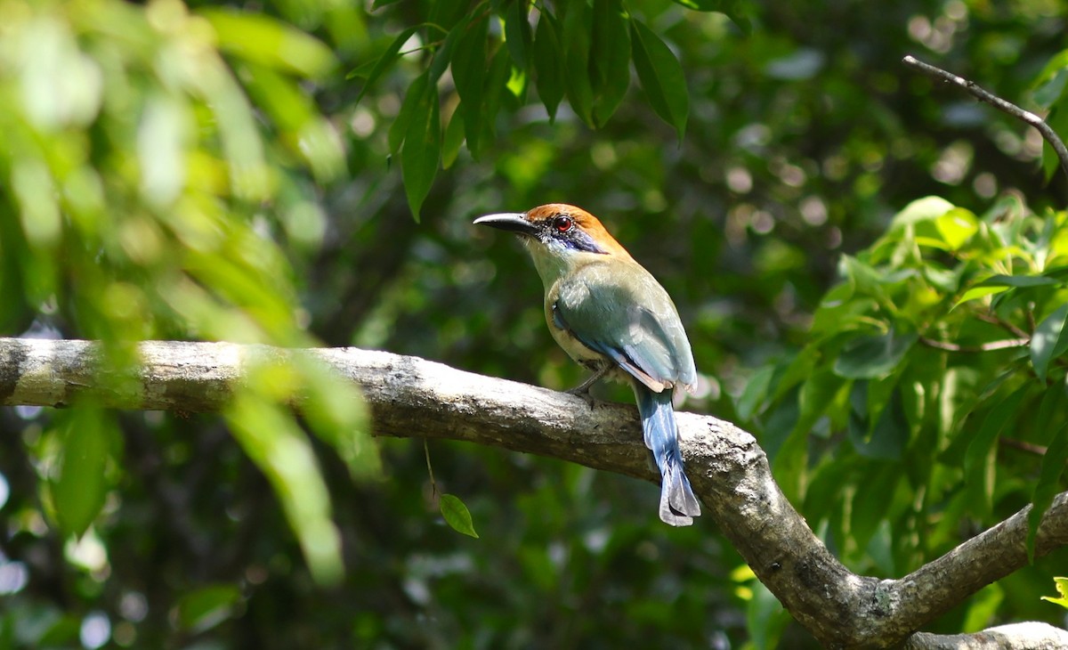 Russet-crowned Motmot - ML641653765