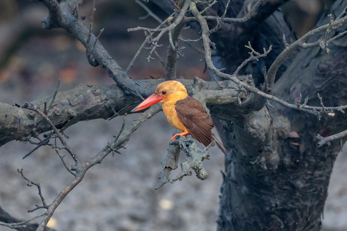 Brown-winged Kingfisher - ML641653772