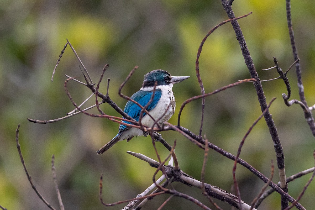 Collared Kingfisher - ML641653774