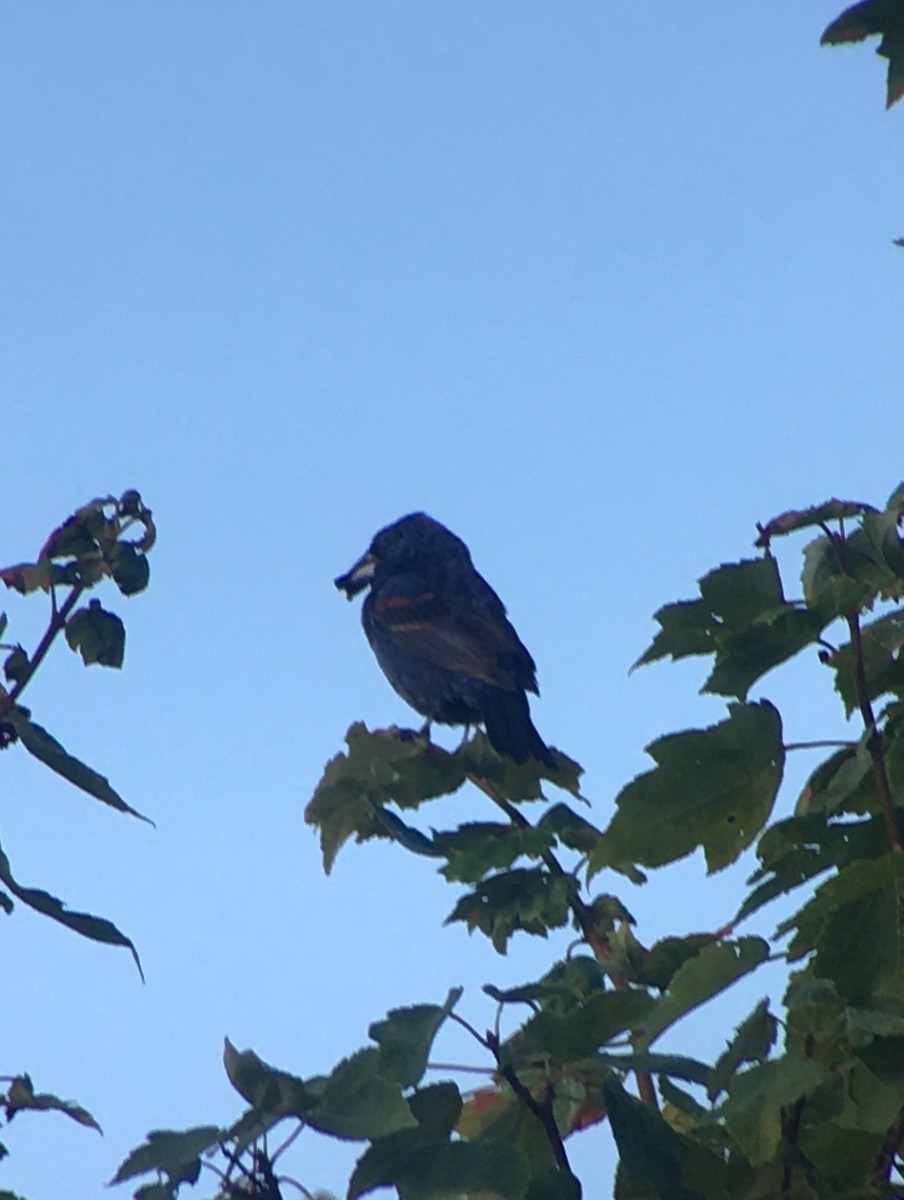 Blue Grosbeak - ML641653800