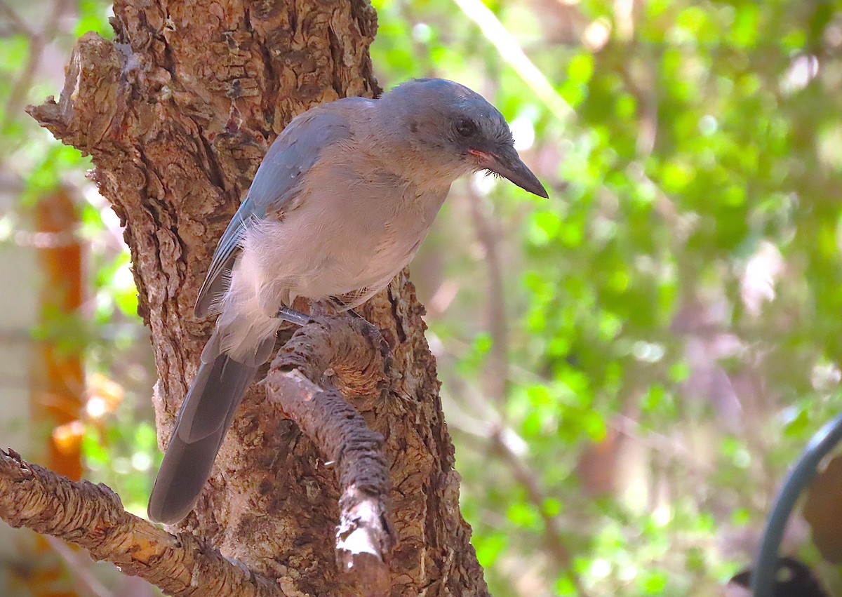 Mexican Jay - ML641653813