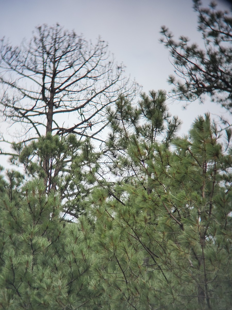 Eared Quetzal - ML641653818