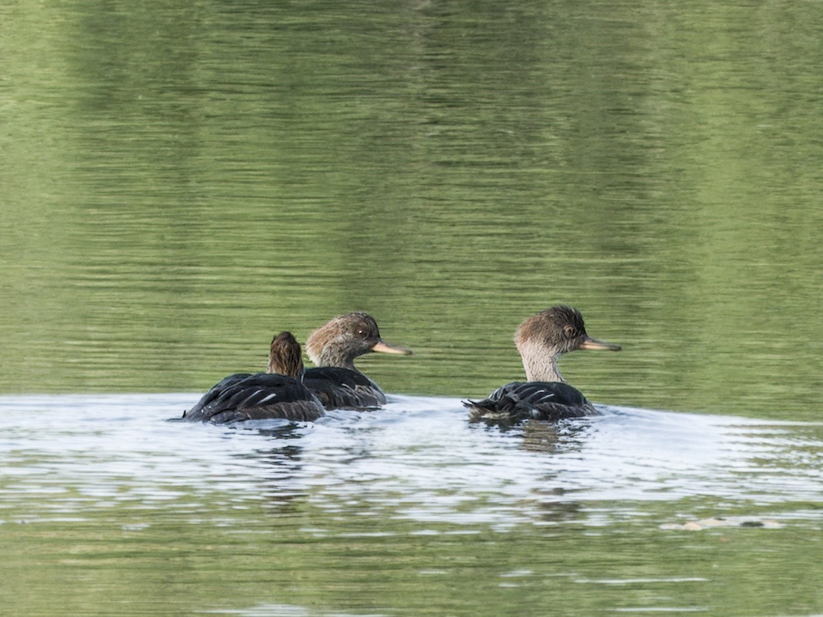 Hooded Merganser - ML641653839