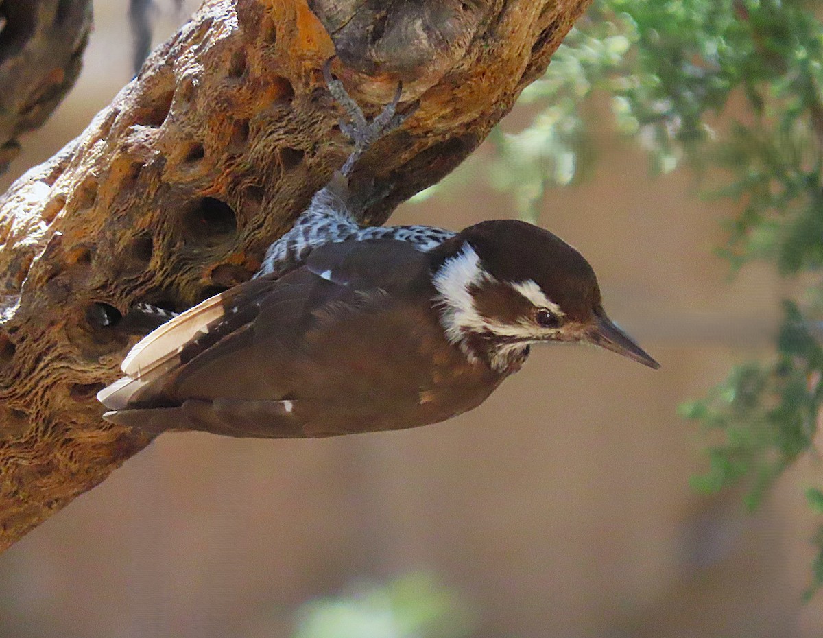 Arizona Woodpecker - ML641653849