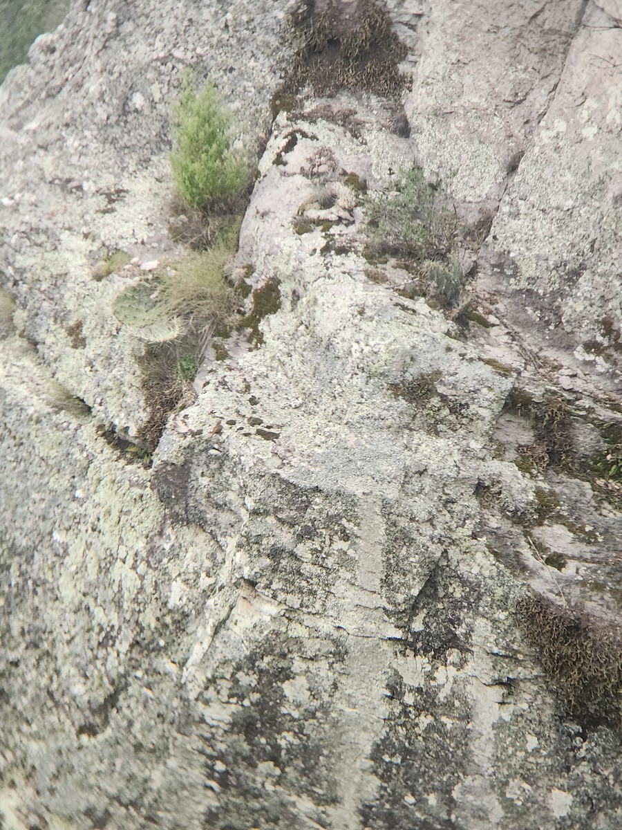 Canyon Wren - ML641653852