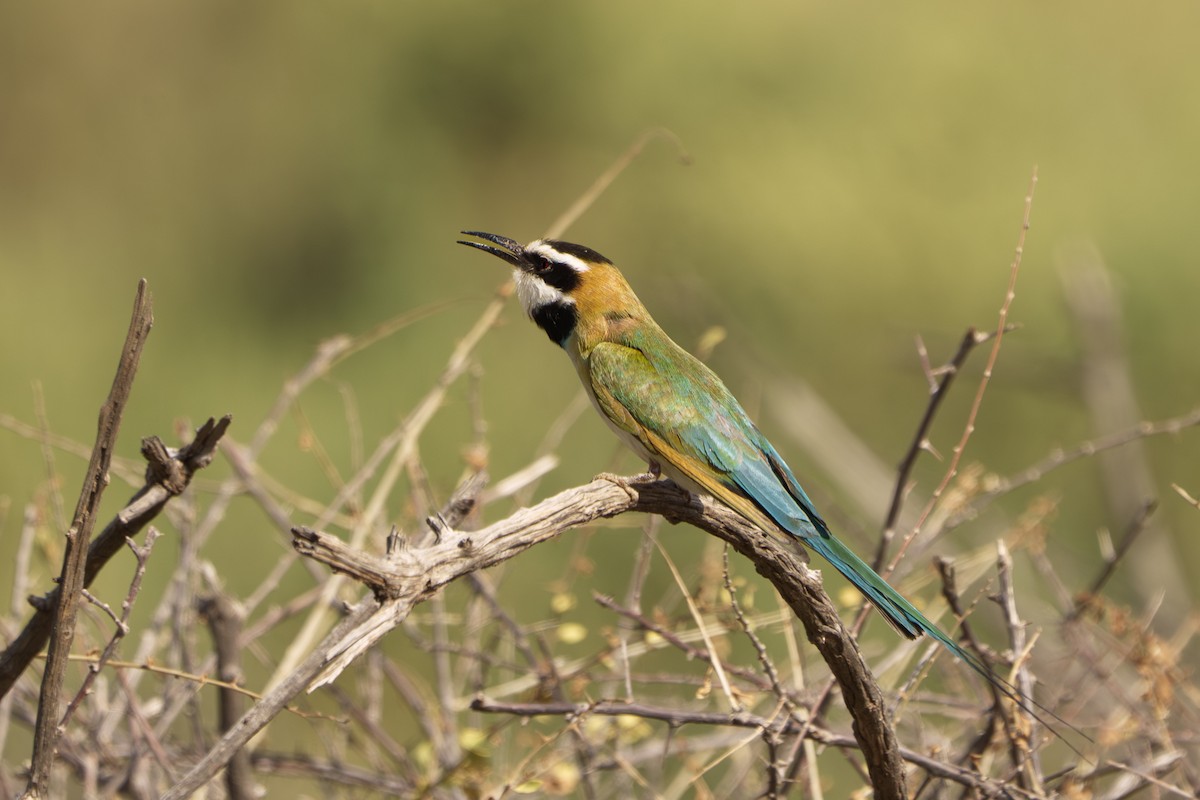 White-throated Bee-eater - ML641653963