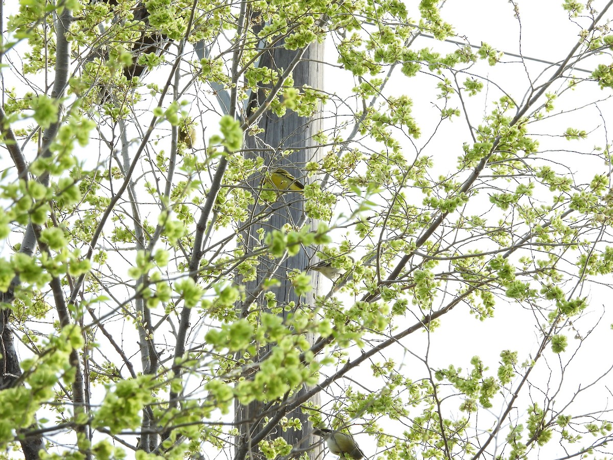 Hooded Siskin - ML641654043