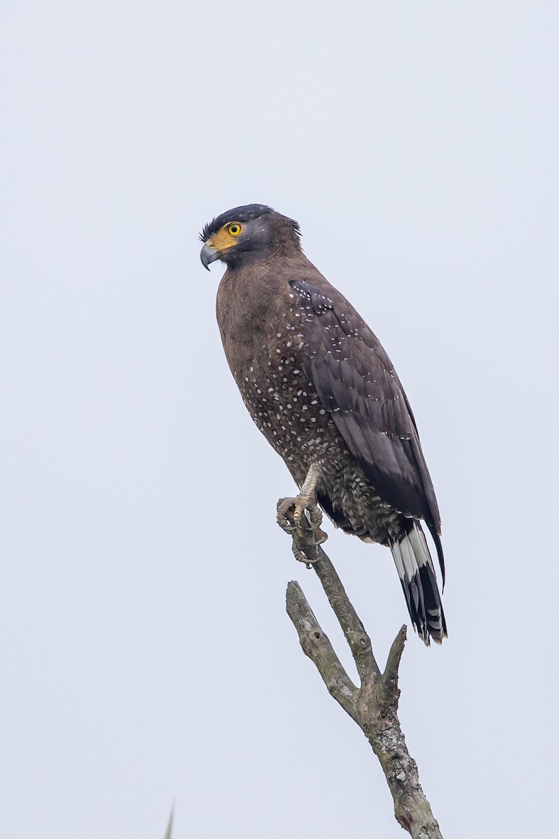Crested Serpent-Eagle - ML641654049