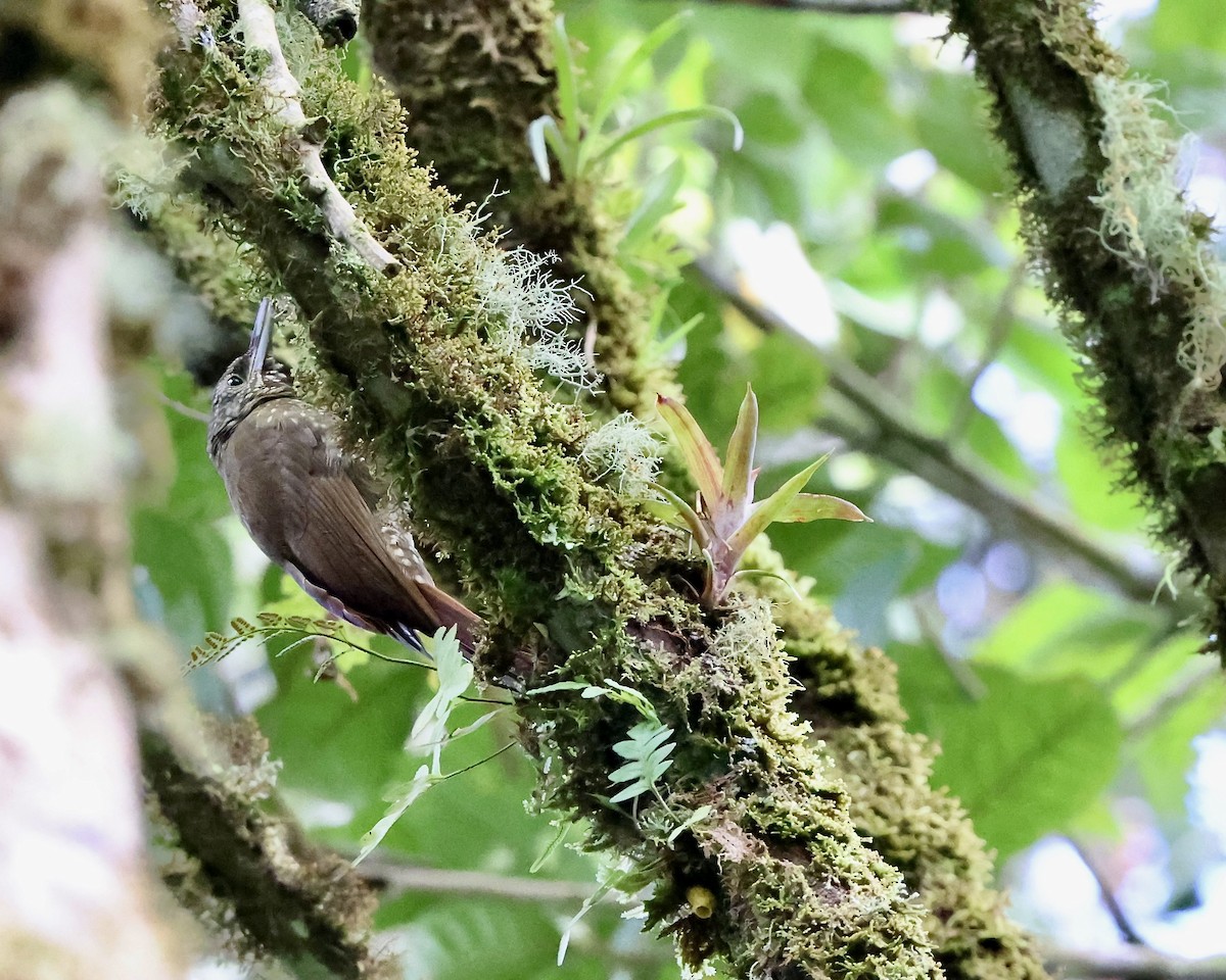 Olive-backed Woodcreeper - ML641654068