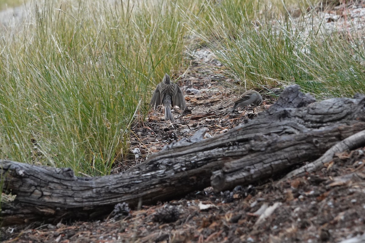 Brewer's Sparrow - ML641654129