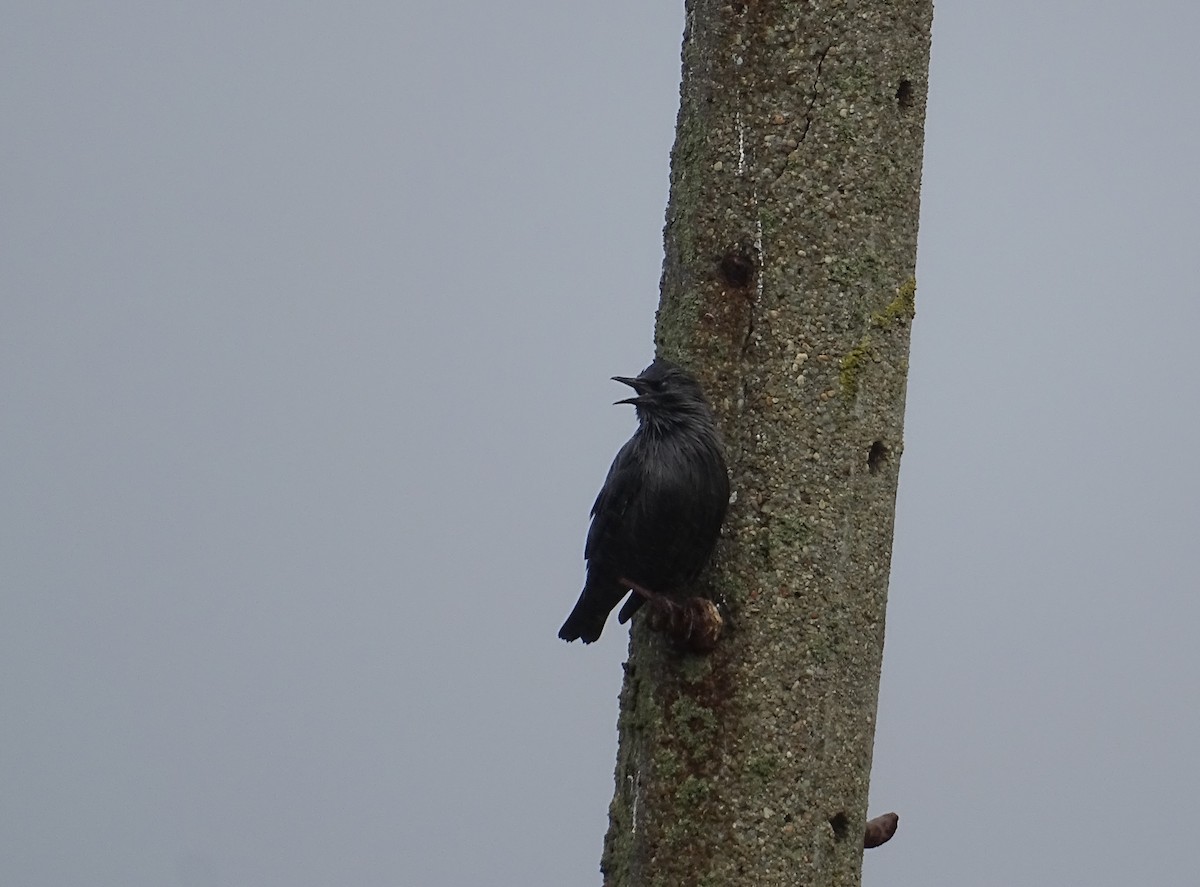 Spotless Starling - ML641654146