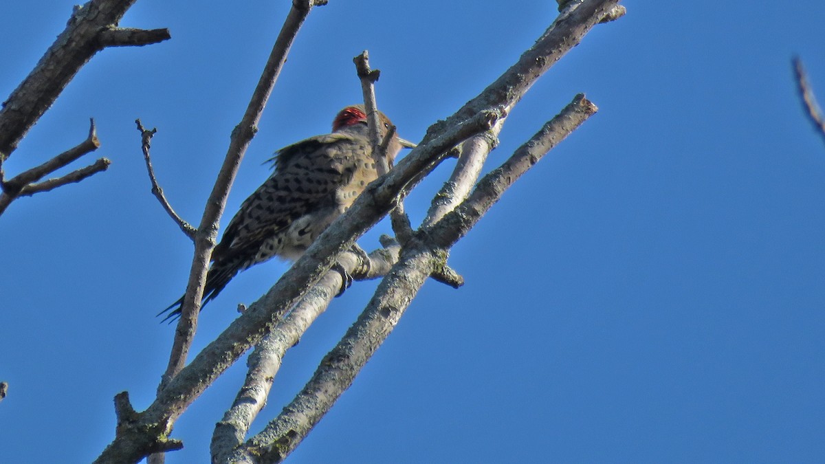 Northern Flicker - ML641654202
