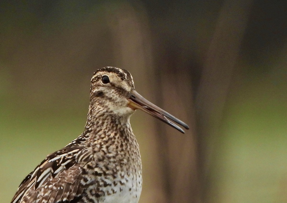 Pantanal Snipe - ML641654252