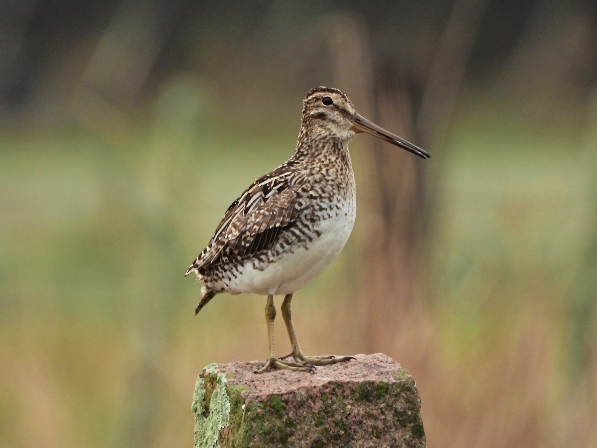 Pantanal Snipe - ML641654253