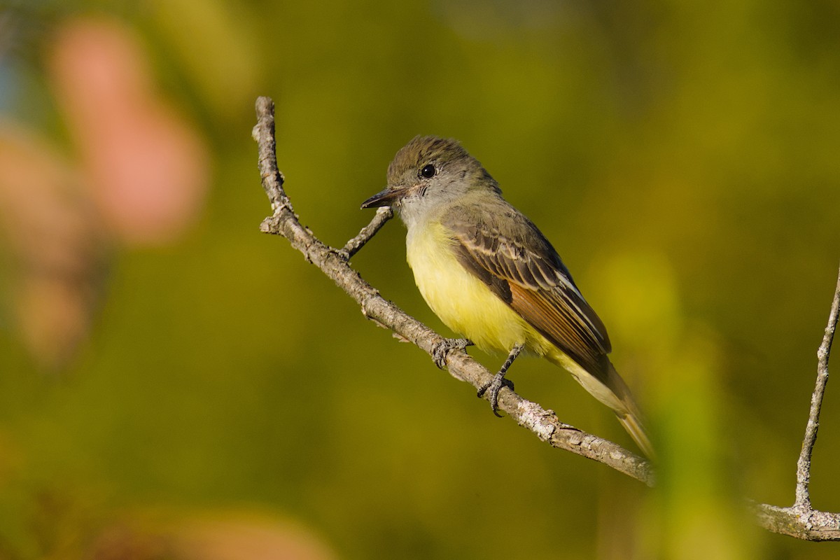 Great Crested Flycatcher - ML641654255